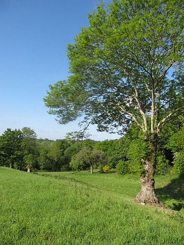 arbre (2)
