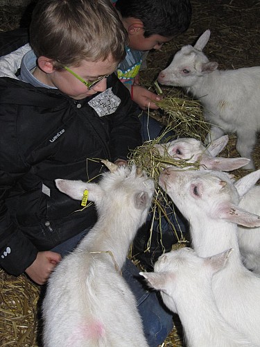 manuel avec chevreaux