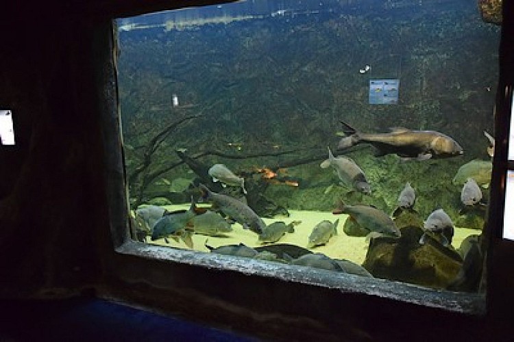 lesmaisonsdulac-aquarium-internet