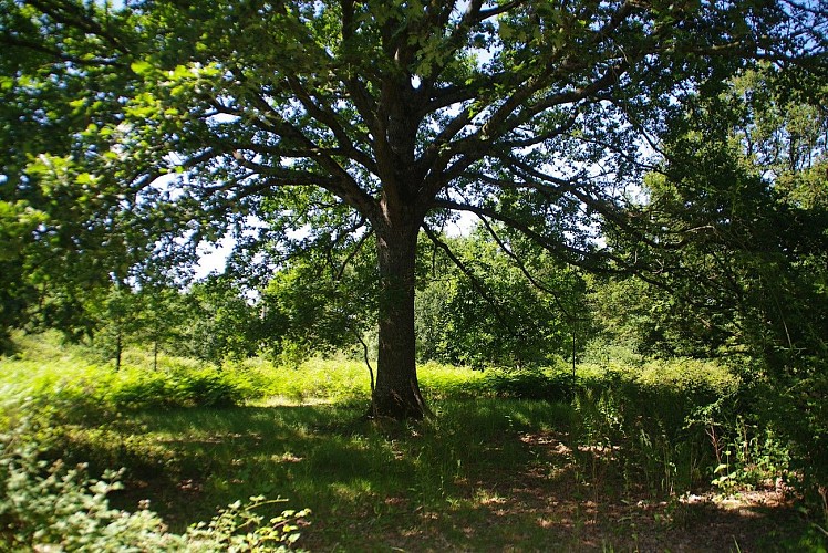 st-pierre-des-echaubrognes-domaine-chantoiseau