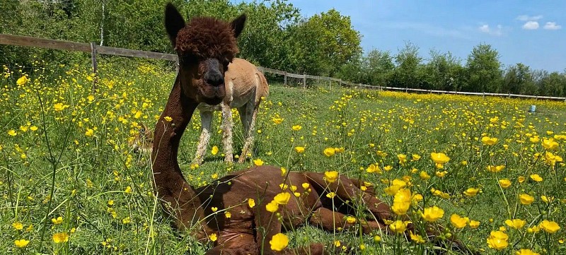 argentonnay-gite-vue-du-chateau-alpaga