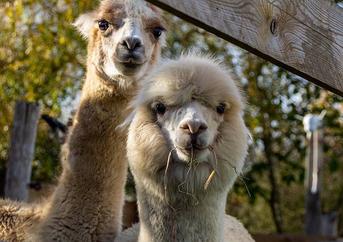 argentonnay-gite-vue-du-chateau-alpagas