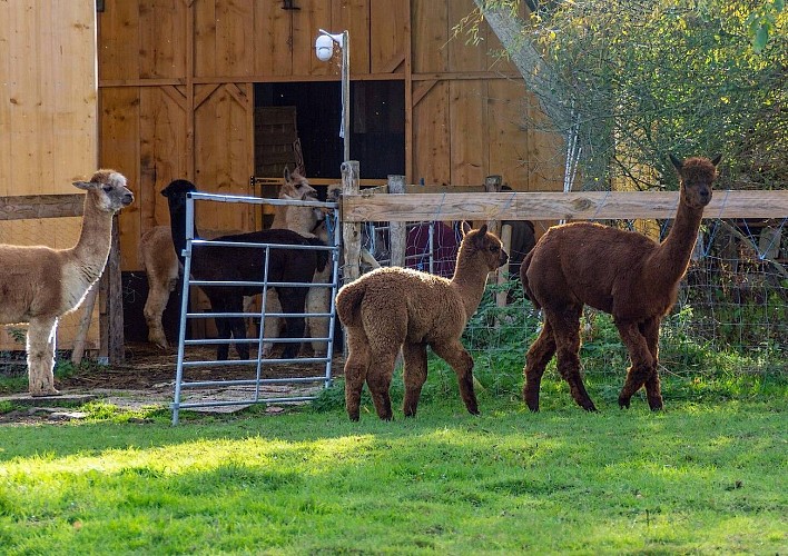 argentonnay-gite-vue-du-chateau-alpagas