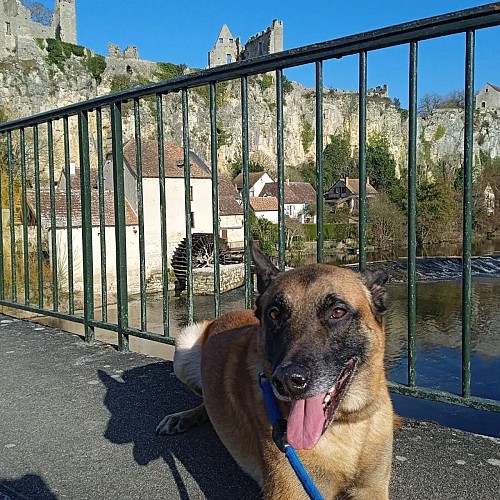 chien accepté - visite à Angles/Anglin