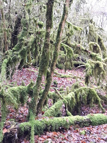 randonnée dans le bois moussu_16