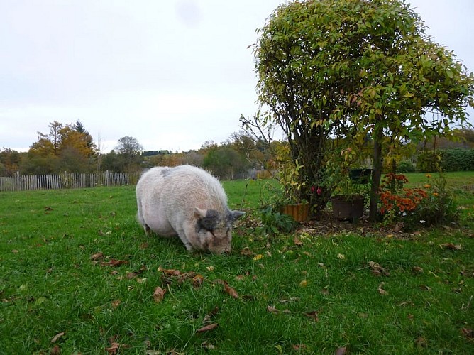 Gîte  "la Porcherie du lac"_9