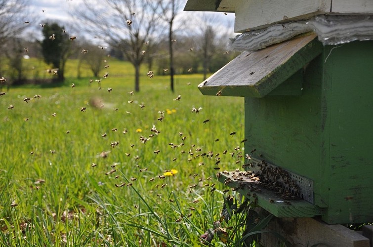 La Coquille ruche ©MielleriedeBonhur ok