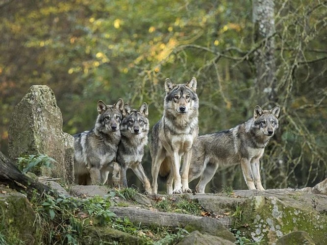 Meute de loups gris d'Europe