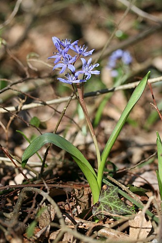 Scille à deux feuilles