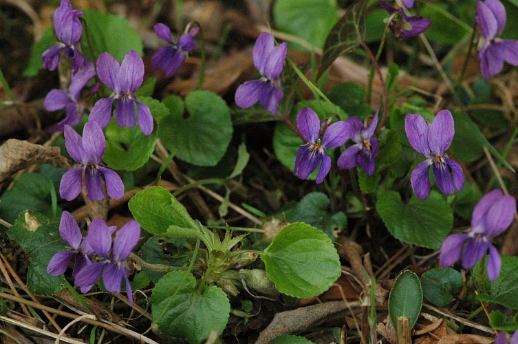 Violette odorante