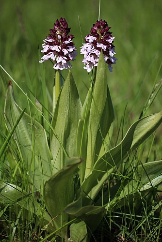 Orchis pourpre