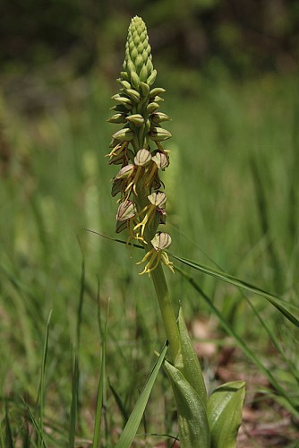 Orchis homme-pendu