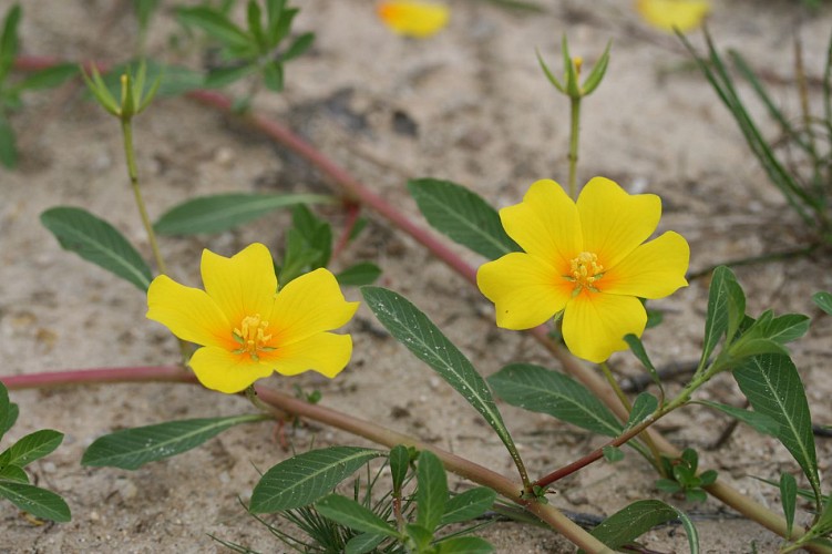 Jussie à grandes fleurs