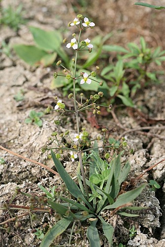 Plantain d'eau lancéolé