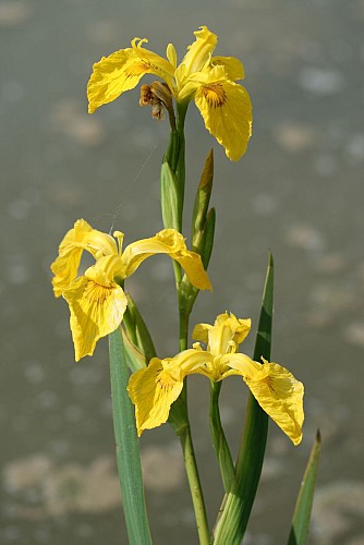 Iris jaune