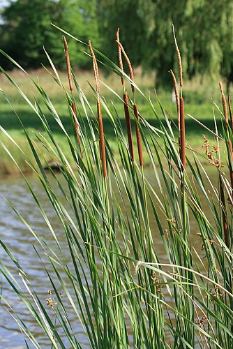 Massette à feuilles étroites