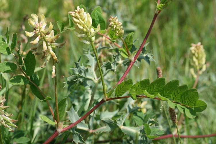 Astragale à feuilles de réglisse