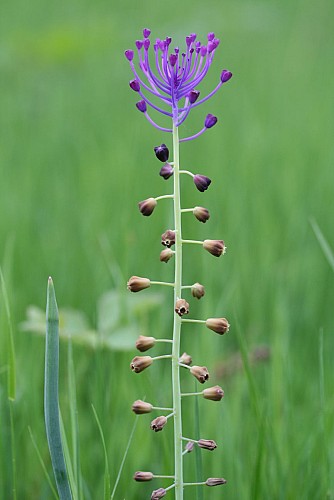 Muscari à toupet