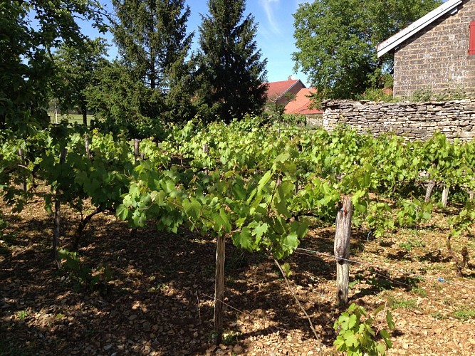 la vigne du clos