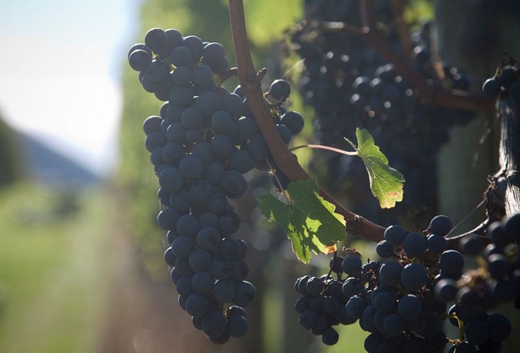 Domaine-Gutizia---vignes---Saint-Etienne-de-Baigorry