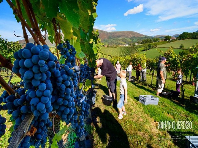 Domaine-Gutizia---vendanges-raisins-2