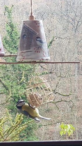 Les mangeoires pour oiseaux de Chimlou