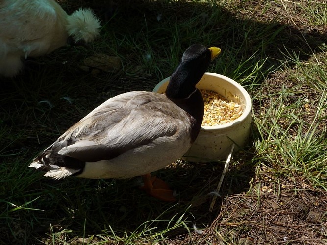 Ferme d'élevage du Loup Ravissant à Bazainville