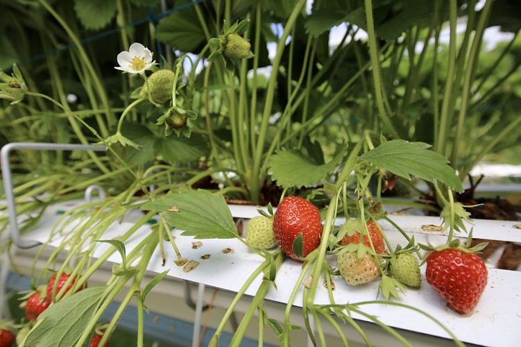 Boutique de la Fraiseraie de Houdan