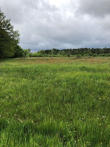 Insectes dans prairie humide