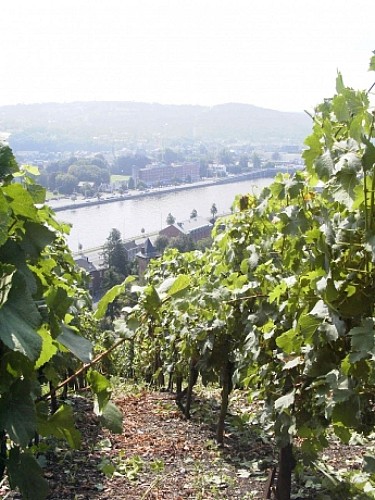 Le vignoble de M. Jacques Mouton