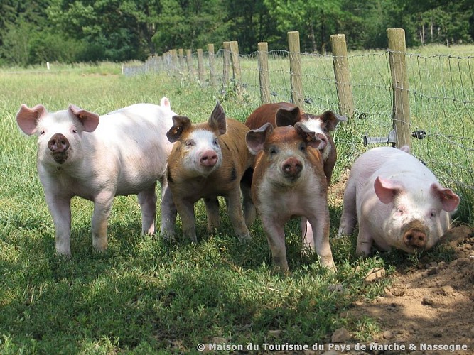 Nassogne - Elevage de porcs de prairies d'Ardenne