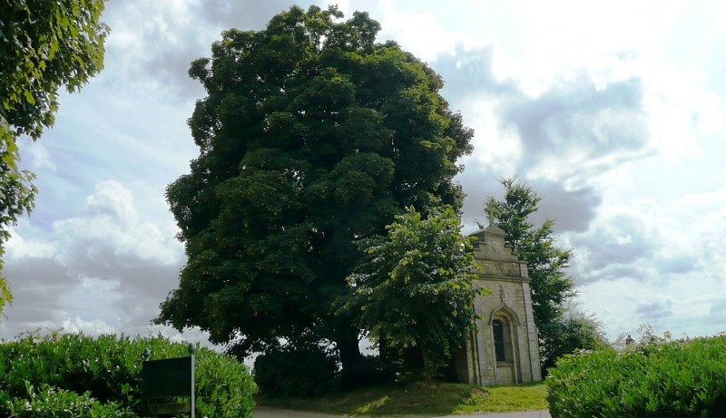 Erable sycomore - Acer pseudoplatanus