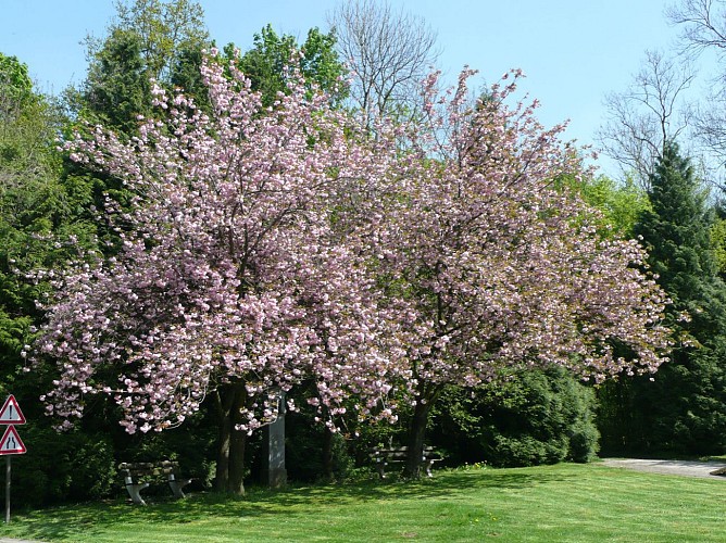 Parc de la place Saint-Cornélis