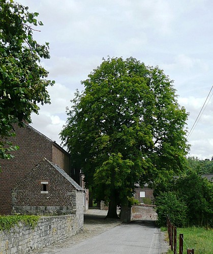 Marronnier d'Inde - Aesculum hippocastanum