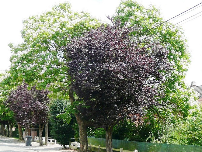 Catalpas alternés avec des prunus