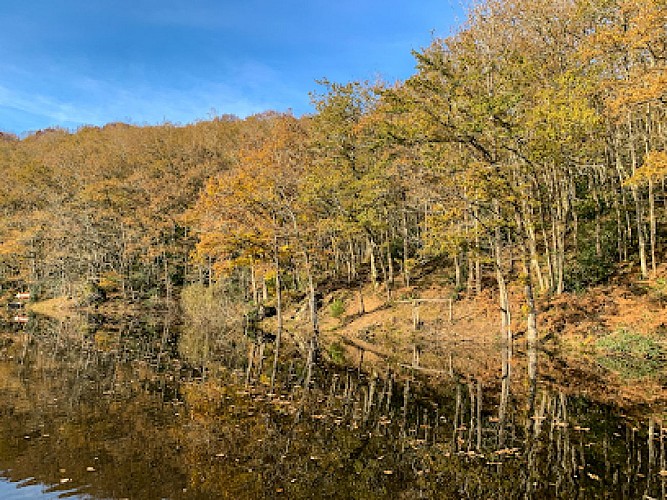 carpe de nuit - artige