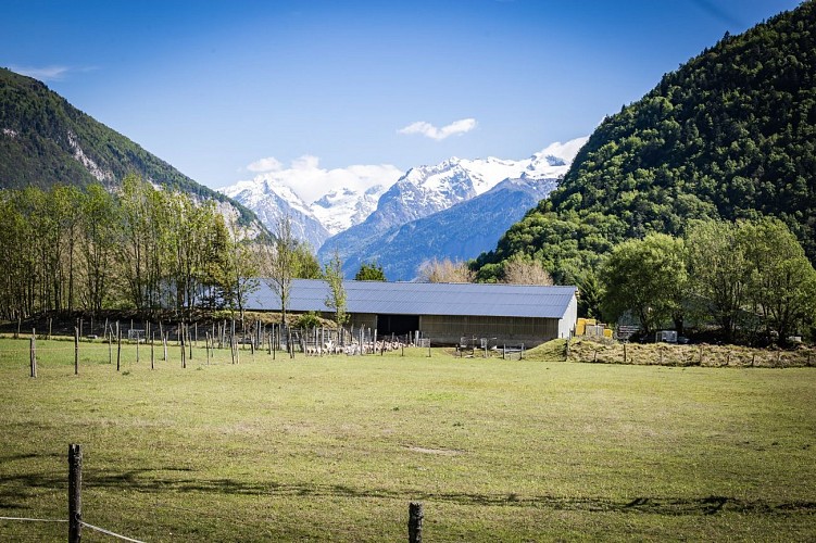 The Oisans bison farm - Breeding Bison and sheep