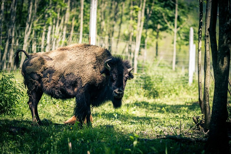 The Oisans bison farm - Breeding Bison and sheep