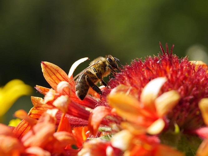 Un Ecrin de Miel - beekeeper