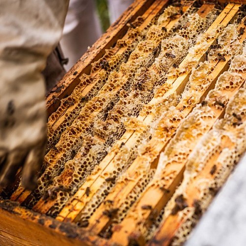 Un Ecrin de Miel - beekeeper