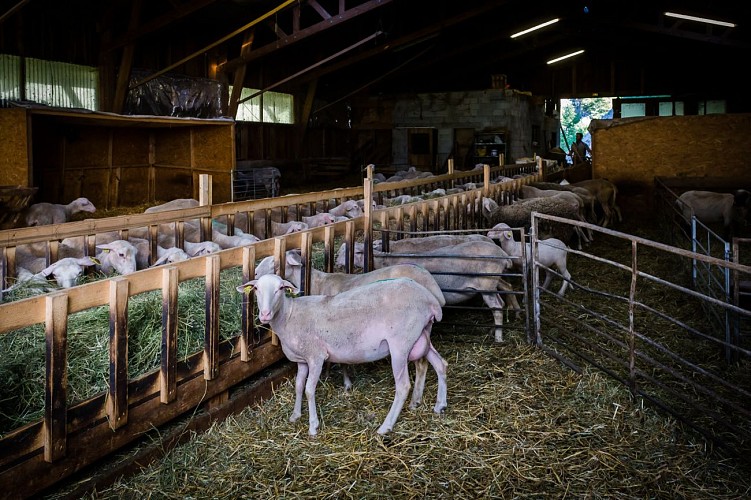 Bergerie de la Lignarre - Breeding sheep