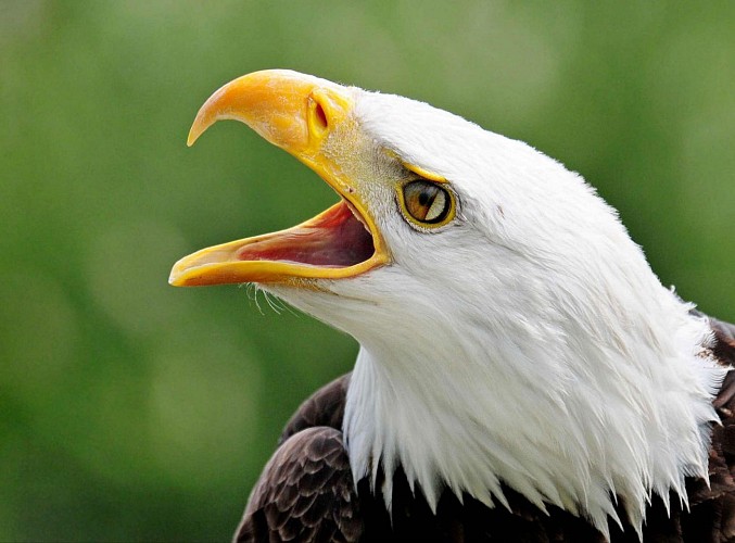 Les Aigles du Léman