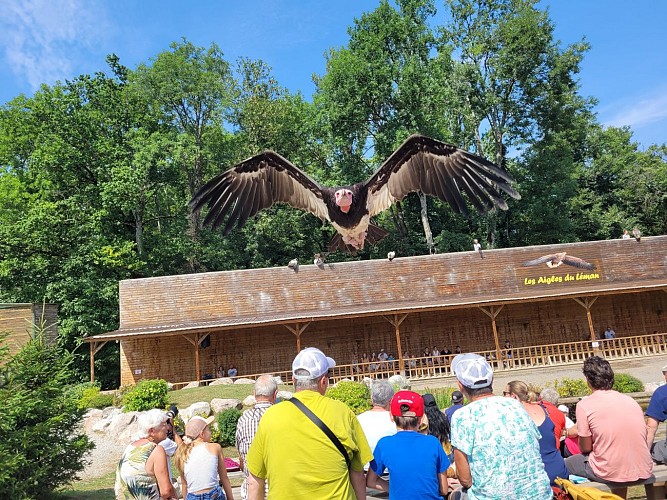 Les Aigles du Léman