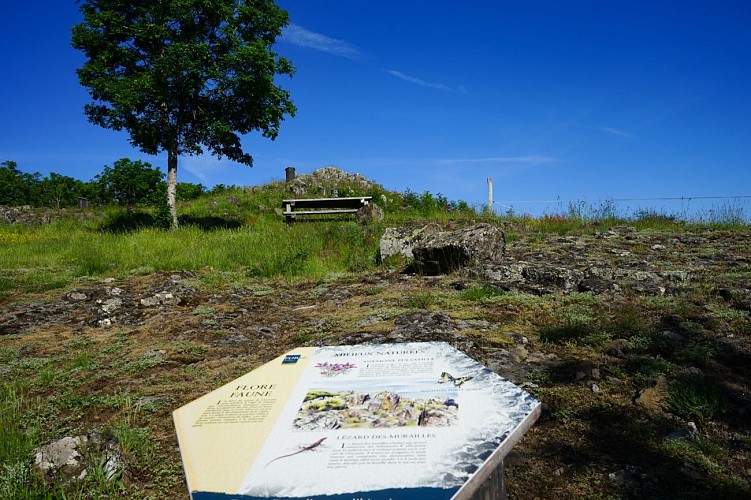 Le Puy de Chavanne - Les Orgues basaltiques