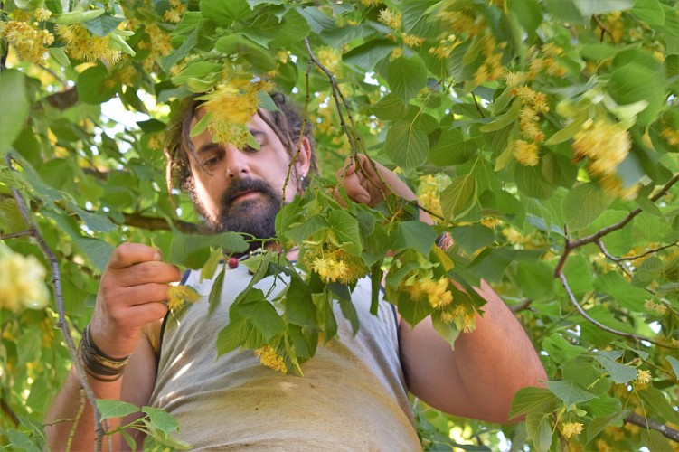 Les Fées des Herbes