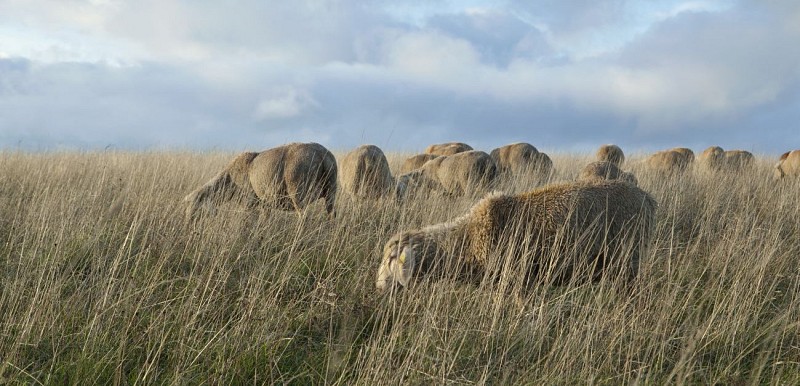Transhumance sur le plateau
