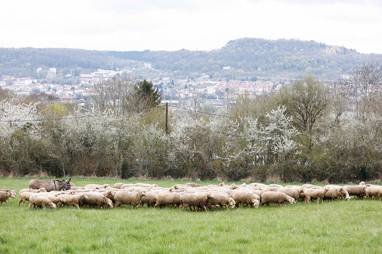 La Transhumance