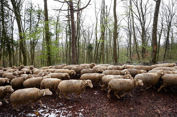 La Transhumance