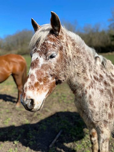 Ecuries des petites Fontaines VILLETOUREIX (1)