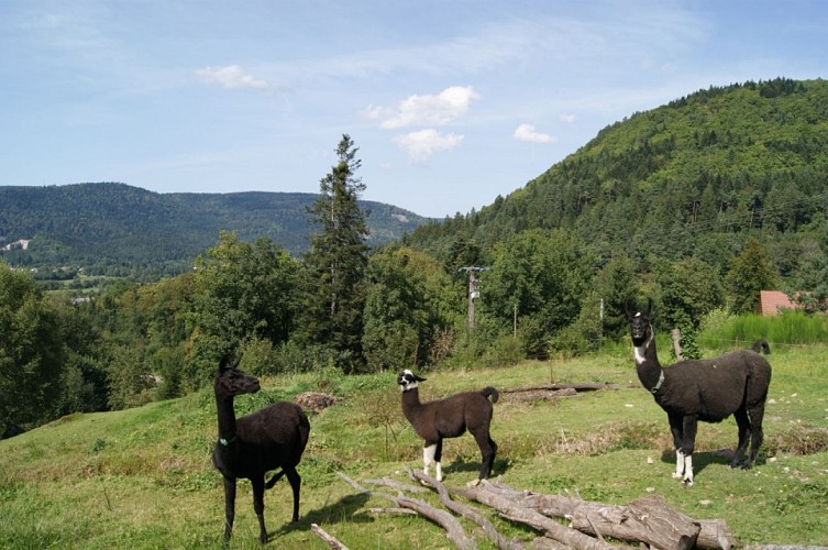 A l'orée du bois - meublé capucine - 4 personnes